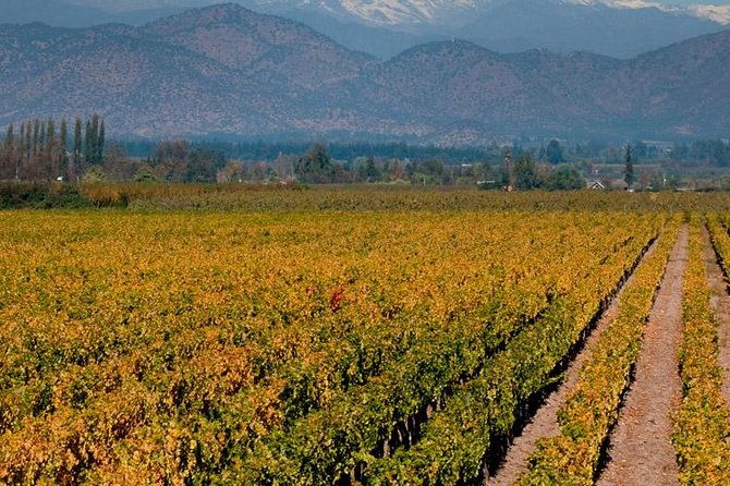 half-day-trip-to-cousino-macul-vineyard-from-santiago-wine-tasting-included