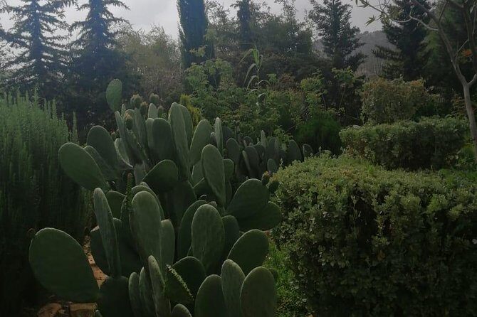 Half Day trip To Paradise Valley From Agadir - Winding Roads Through Berber Villages and Atlas Mountains  