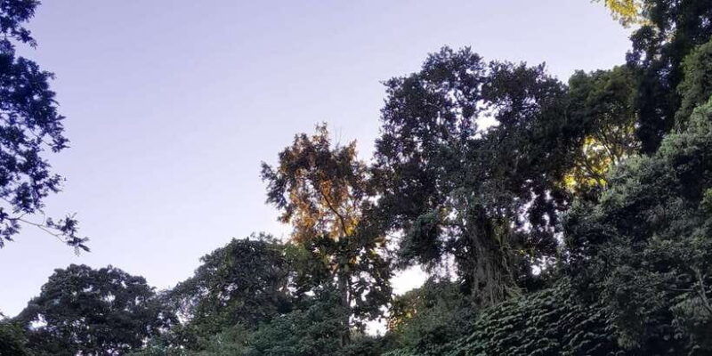 half-day-trip-to-the-waterfall-rice-fields