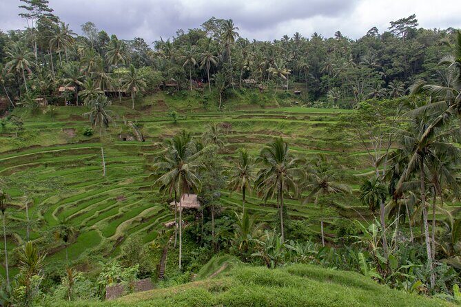 Half Day Ubud and Tampak Siring Private Tour From Bali - An In-Depth Look at the Tour