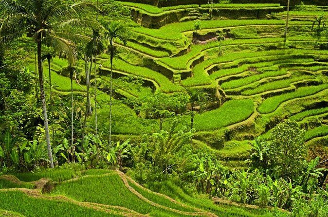 Half Day Ubud and Tampak Siring Private Tour From Bali - Final Thoughts