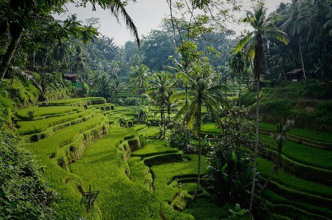 Half Day Ubud and Tampak Siring Private Tour From Bali - FAQs