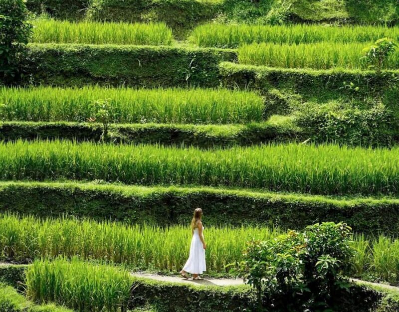 Half-Day Ubud Tour: Pakudui Terraces, Waterfall+Water Temple - What to Expect from the Tour