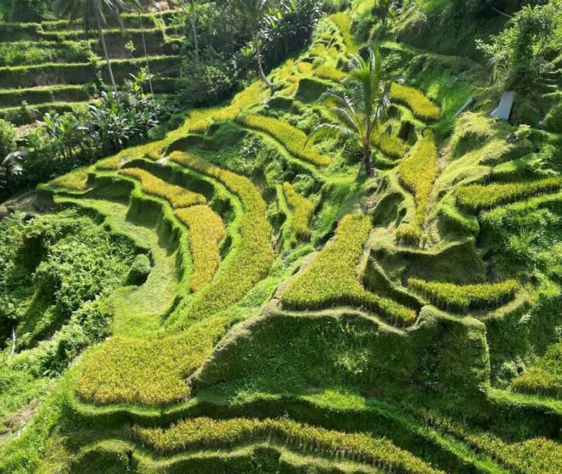 Half-Day Ubud Tour: Pakudui Terraces, Waterfall+Water Temple - Authentic Experiences & Genuine Insights