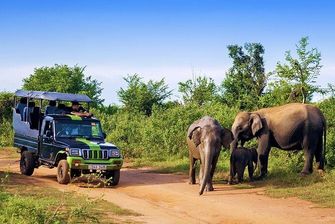 Half Day Udawalawe National Park Safari (Entrance + Lunch) - Final Thoughts