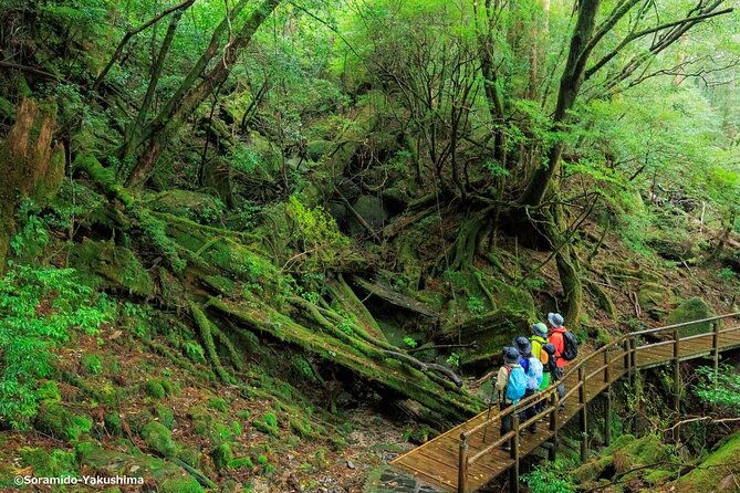 half-day-walking-tour-in-yakusugi-land