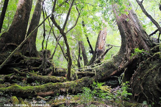 half-day-walking-tour-in-yakusugi-land