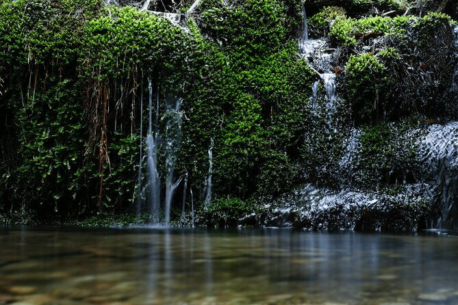 half-day-walking-tour-in-yakusugi-land