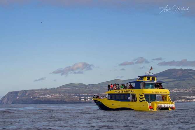 half-day-whale-and-dolphin-watching-tour-in-ponta-delgada