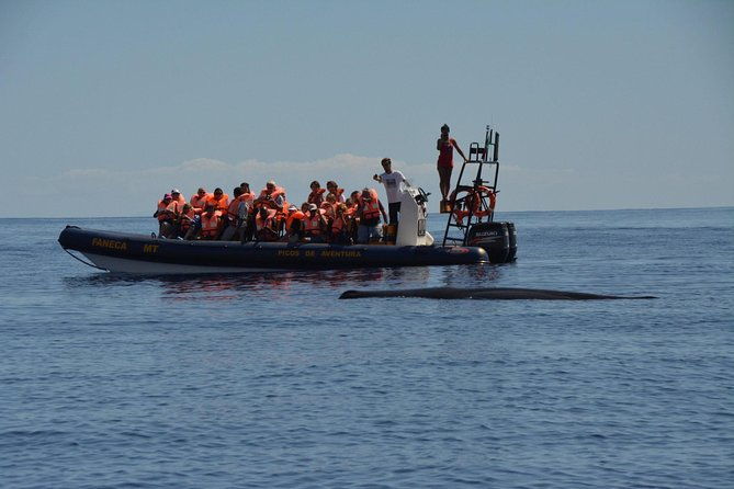 half-day-whale-and-dolphin-watching-tour-in-ponta-delgada