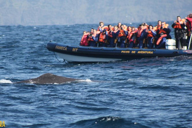 half-day-whale-and-dolphin-watching-tour-in-ponta-delgada