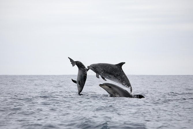half-day-whale-and-dolphin-watching-tour-in-ponta-delgada