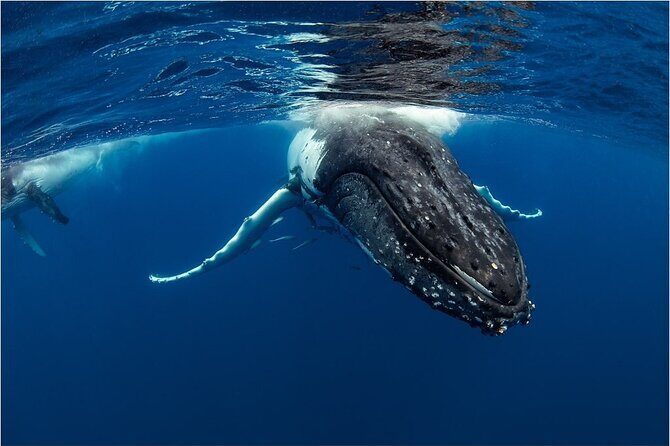 Half-Day Whale Watching Tour from Burnett Heads with Lunch - A Thorough Breakdown of the Experience