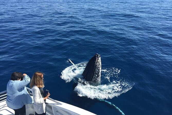 Half-Day Whale Watching Tour from Burnett Heads with Lunch - Practical Details and Considerations
