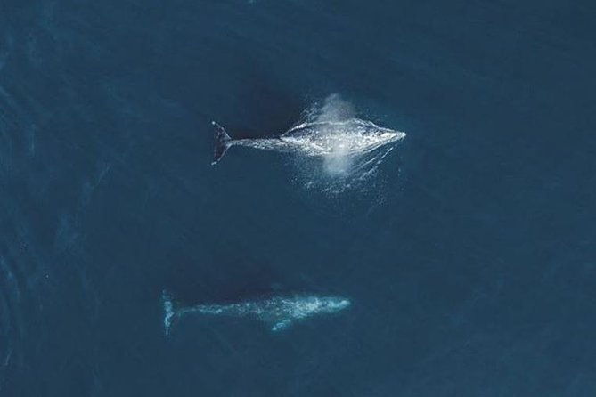 half-day-whale-watching-tour-from-monterey