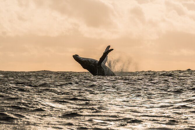 Half day whale watching | Without launch - Discover the Magic of Moorea’s Whale Watching Experience