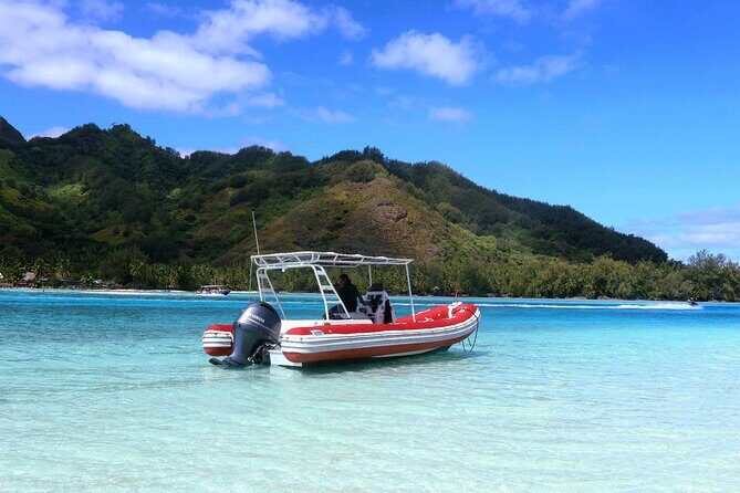 Half day whale watching | Without launch - Wrapping it Up: Is It Worth It?