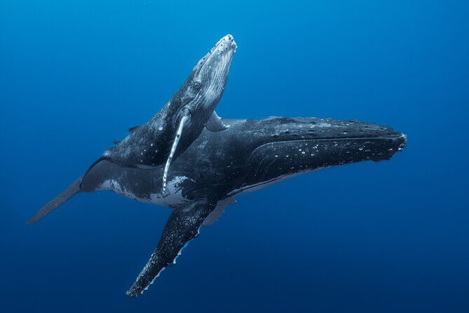 Half day Whales watching PRIVATE group - Key Points