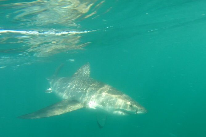 Half-Day White Shark Cage Diving from Gansbaai - What to Expect on the Gansbaai Shark Cage Diving Tour