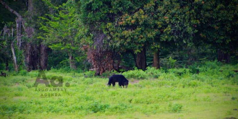 half-day-wild-safari-in-yala-national-park