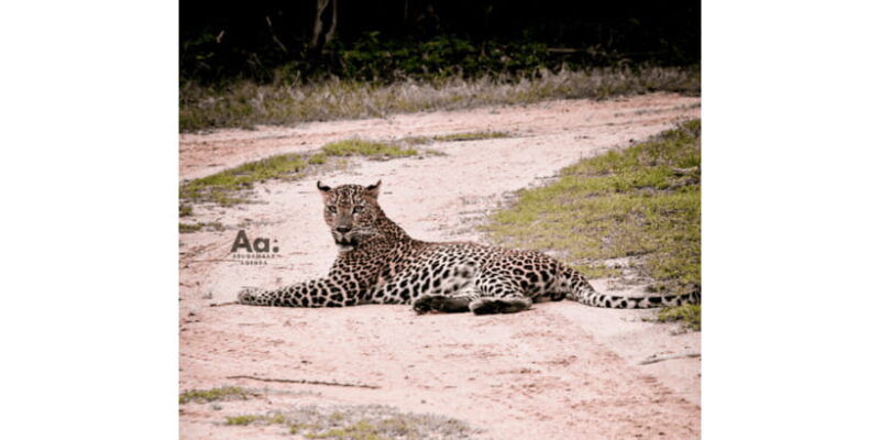 half-day-wild-safari-in-yala-national-park