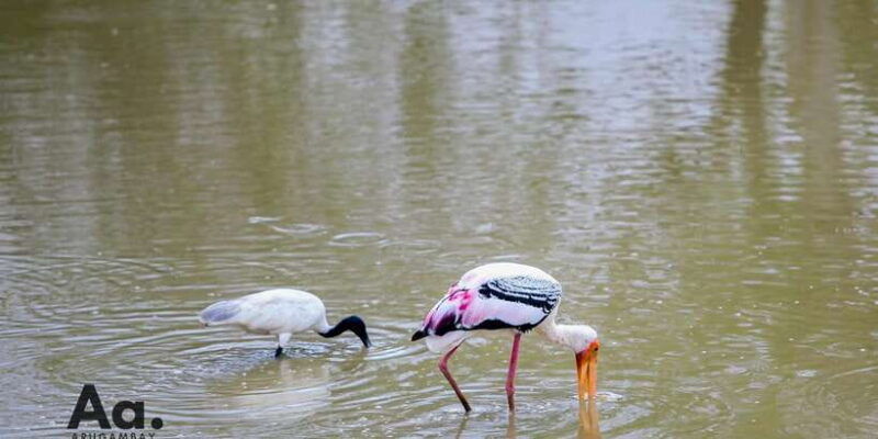 half-day-wild-safari-in-yala-national-park