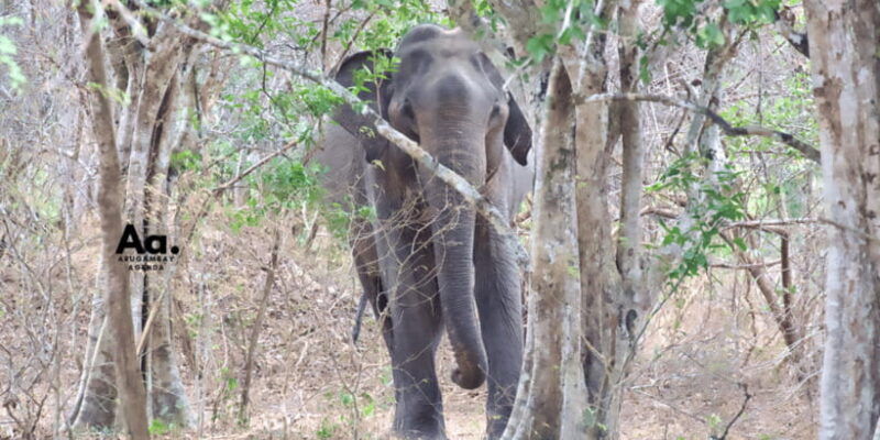 half-day-wild-safari-in-yala-national-park