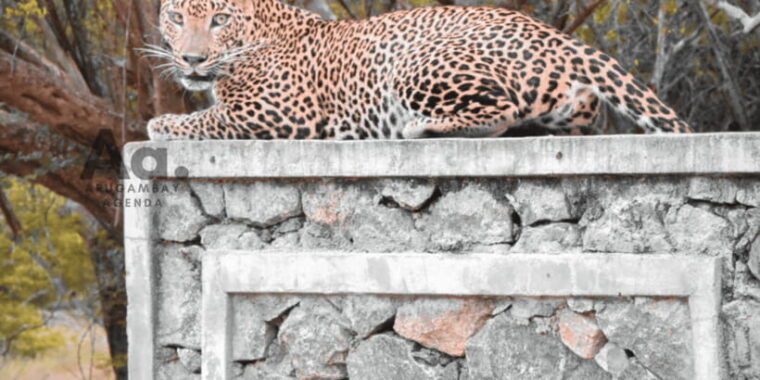 half-day-wild-safari-in-yala-national-park