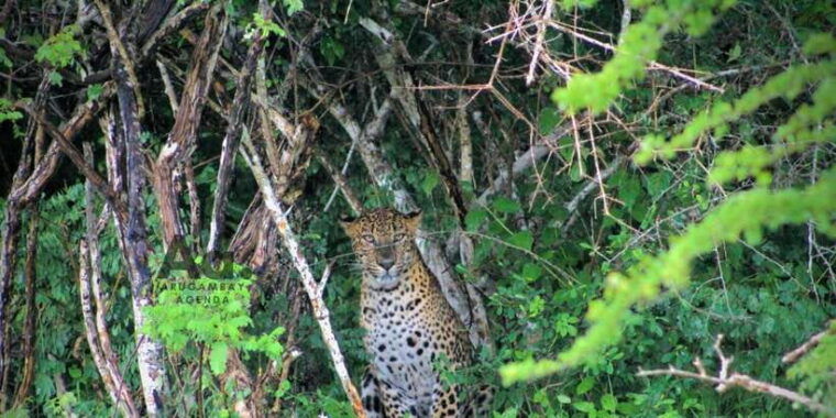 half-day-wild-safari-in-yala-national-park