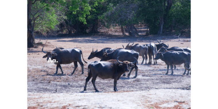 half-day-wild-safari-in-yala-national-park