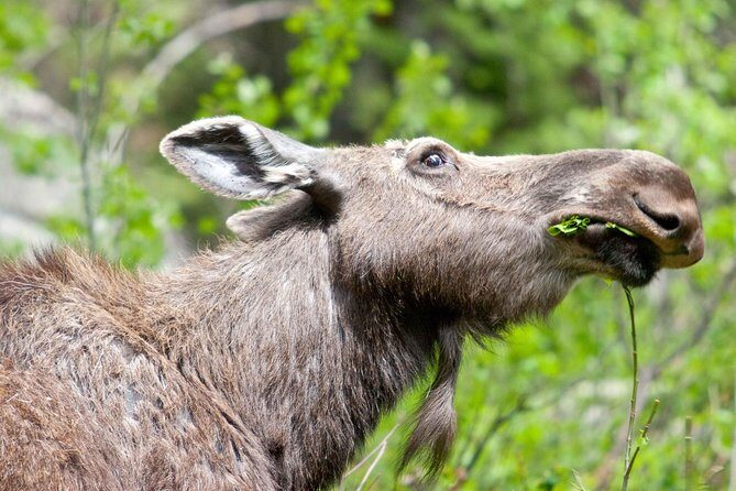 Half-Day Wildlife Safari Tour in Grand Teton National Park - Key Points