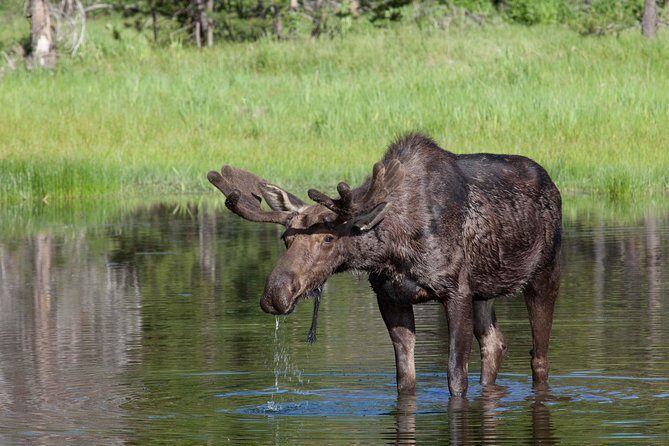 Half-Day Wildlife Safari Tour in Grand Teton National Park - What’s Included and What to Expect