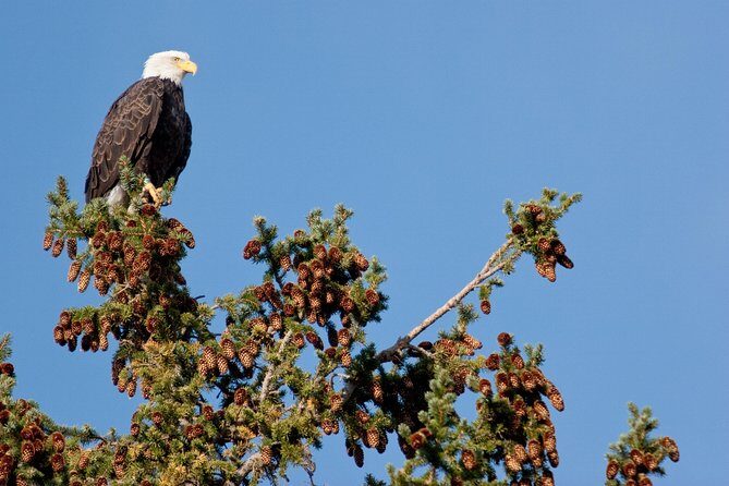Half-Day Wildlife Safari Tour in Grand Teton National Park - Frequently Asked Questions
