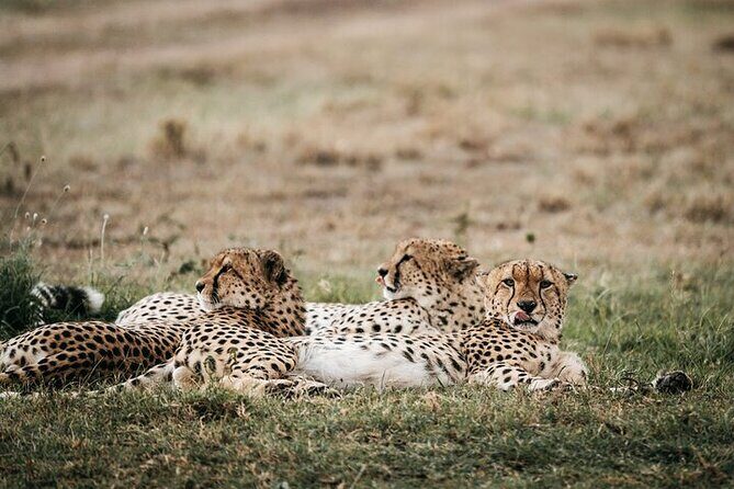 Half day wildlife tour to Nairobi National Park Game Drive with Pickup/Drop off - Who Should Consider This Tour