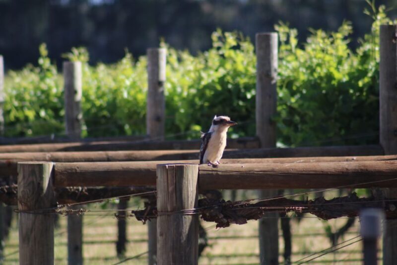 Half day Wine and Sights Discovery Tour Busselton - The Sum Up