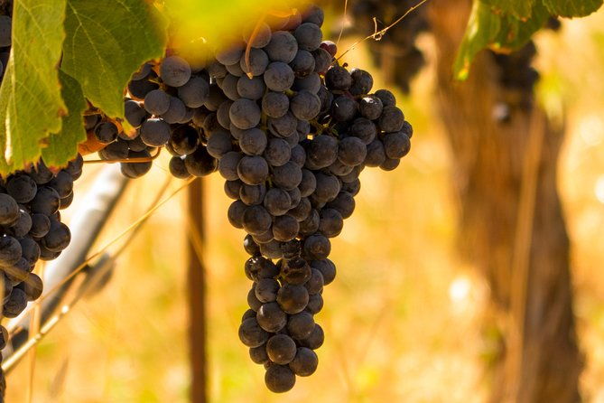 half-day-wine-country-tour-from-san-francisco-2