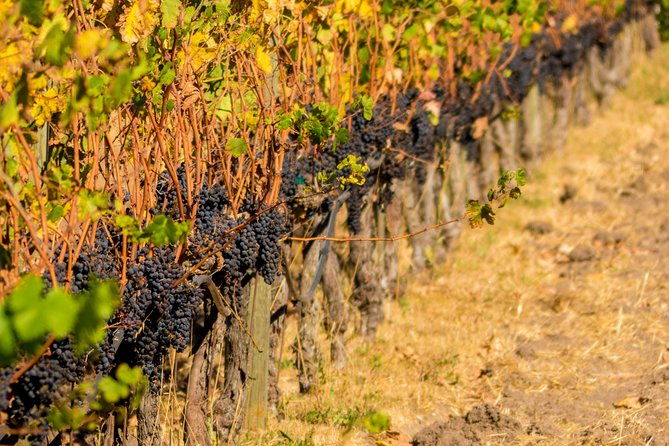 half-day-wine-country-tour-from-san-francisco