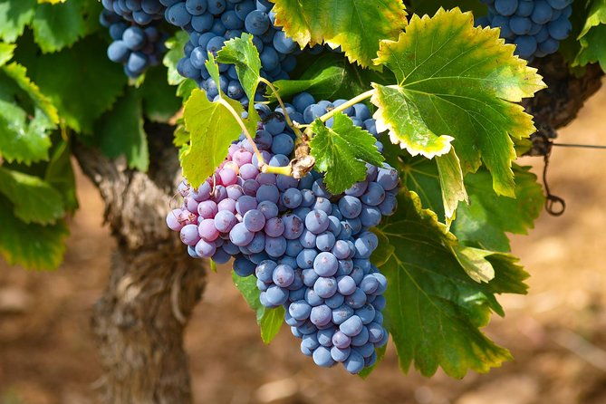 half-day-wine-tasting-and-saint-paul-de-vence-tour-from-nice