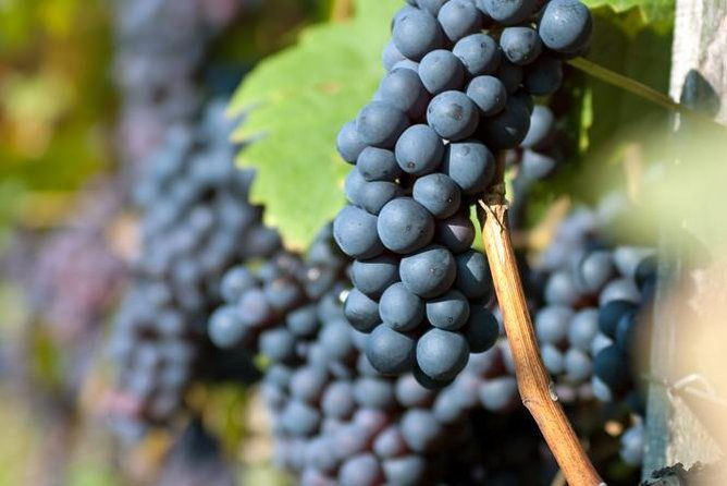 half-day-wine-tasting-tour-in-etyek-wine-country-near-budapest