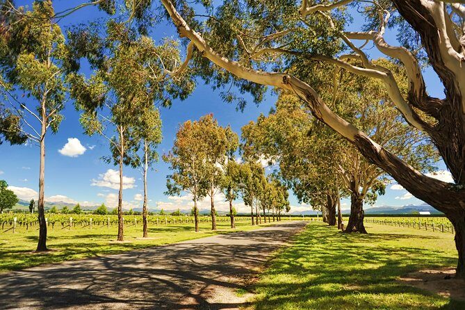 Half-Day Wine Tour from Blenheim - Why Choose the Half-Day Marlborough Wine Tour?