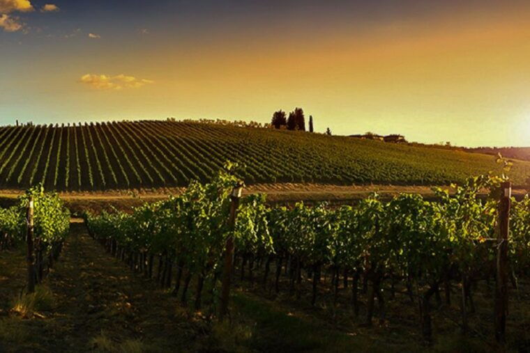 half-day-wine-tour-in-andalusia-in-small-group