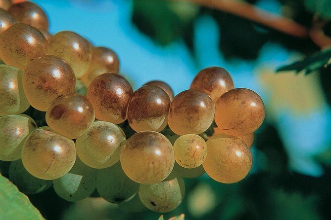 Half day Wine Tour in Bandol & Cassis from Aix en Provence - How the Tour Delivers Value