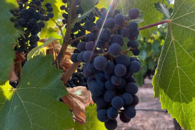 half-day-winery-tour
