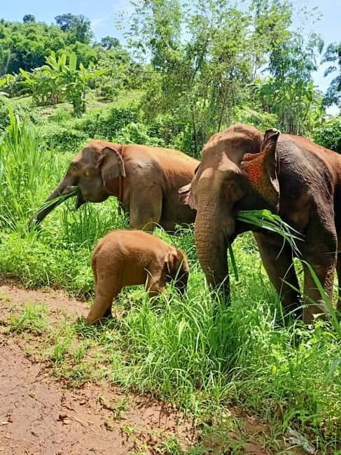 Half-day with CHIANGMAI ELEPHANT CARE program (12pm-6pm.) - Exploring the Chiang Mai Elephant Care Program: What You Need to Know