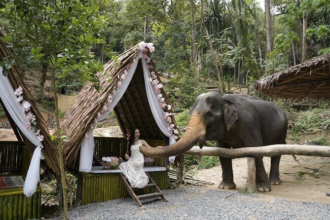 Half day with Elephants at Patong Elephant Hug No ride No trick - Key Points