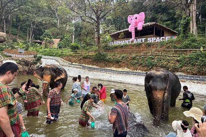 Half day with Elephants at Patong Elephant Hug No ride No trick - Introduction — Why Choose the Patong Elephant Hug Tour?
