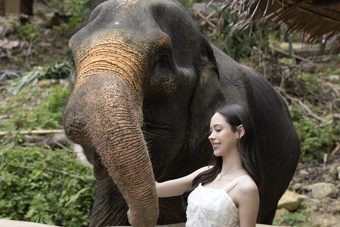 Half day with Elephants at Patong Elephant Hug No ride No trick - Value and Practicalities