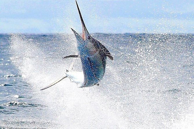 half-full-day-sport-fishing-tour-from-flamingo-beach