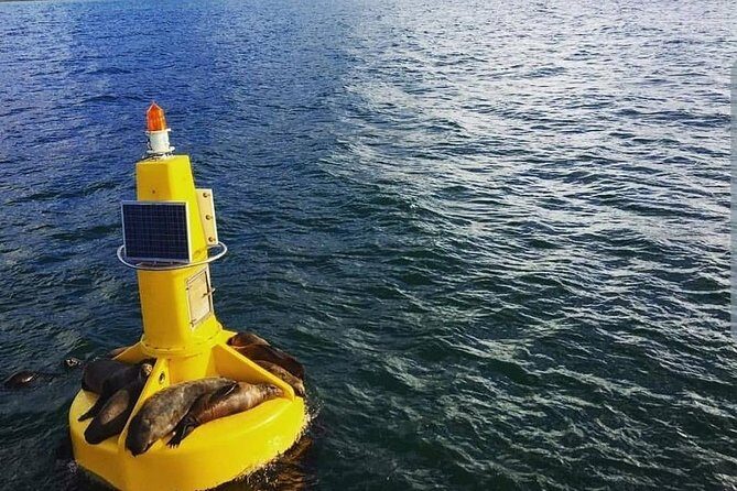Half Hour Seal and Harbour Cruise from Cape Town - FAQs
