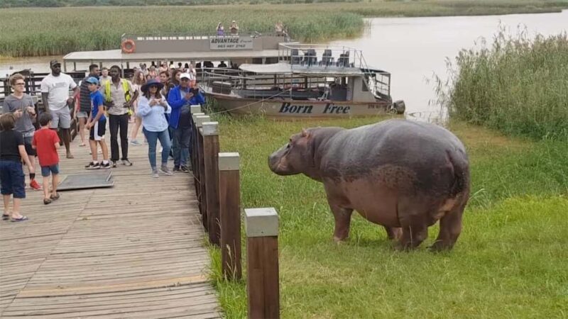 HalfDay Hippo & Croc Boat Cruise Isimangaliso f Richards Bay - The Experience of the Guides and Commentary
